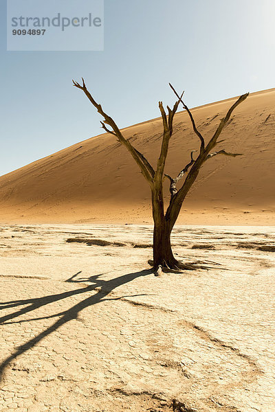 Afrika  Namibia  Sossusvlei  Sanddüne  Tote Bäume