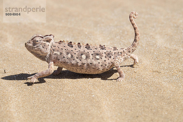 Afrika  Namibia  Namibwüste  Swakopmund  Namaqua Chameleon  Chamaeleo namaquensis  auf Sand