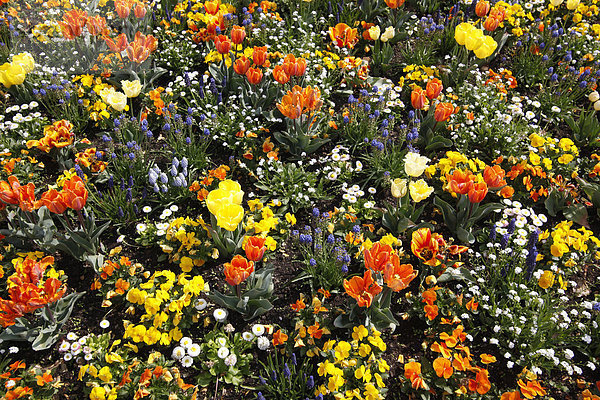 Deutschland  Tulpen und Blumen auf dem Feld im Frühjahr