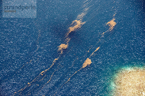 Ozeanien  Palau  Pazifischer Ozean  Korallenriff  Totes Seegras schwimmend auf dem Wasser