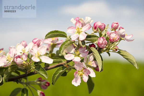 Deutschland  Hamburg  Gebiet Altes Land  Apfelblüten  Malus domestica  im Frühjahr