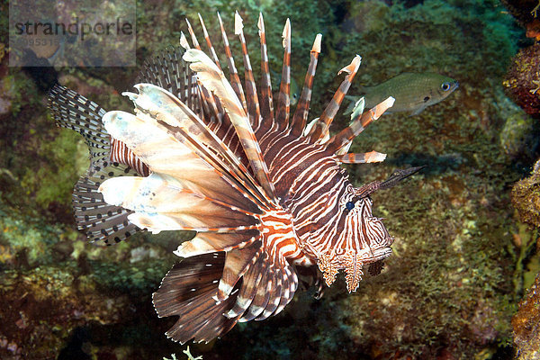 Karibik  Antillen  Curacao  Westpunt  Rotfeuerfisch  Pterois volitans