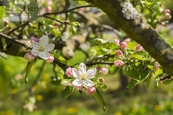 Deutschland  Hessen  Kronberg  Apfelbaumblüten  Malus domestica