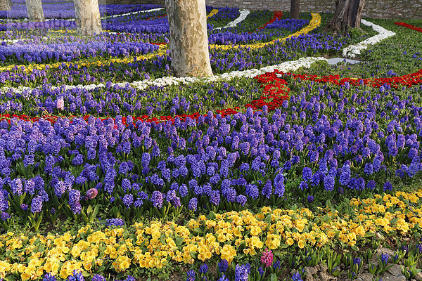 Türkei  Istanbul  Gulhane Park  Blühende Blumen