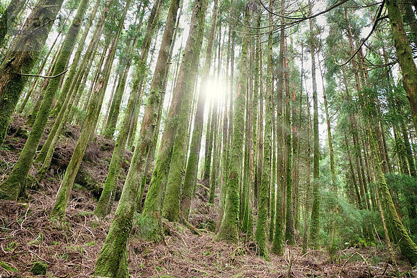 Portugal  Azoren  Sao Miguel  Sonnenstrahlen  die durch Bäume im Wald fallen