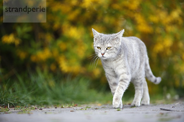 Deutschland  Baden-Württemberg  Graue Katze  Felis silvestris catus  unterwegs