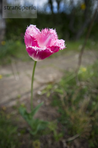 Rosa gefranste Tulpe