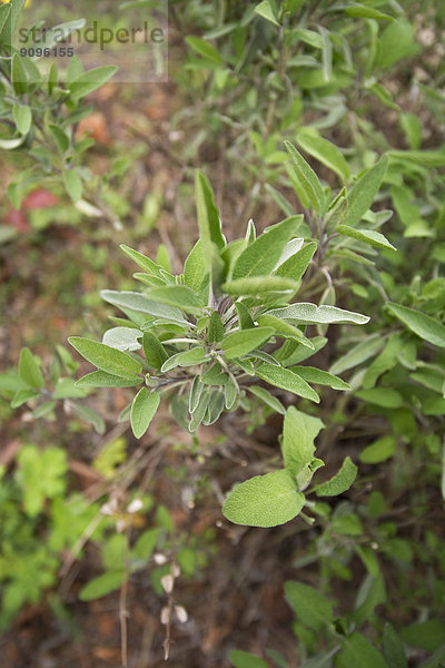 Deutschland  Salbei  Salvia  im Garten