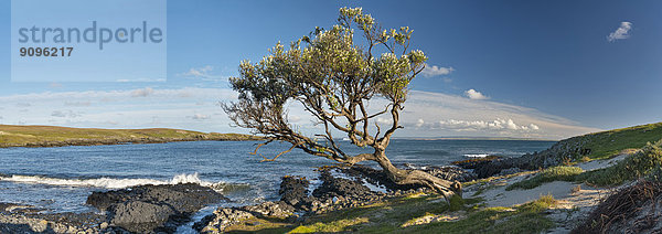 Neuseeland  Chatham Island  Windbent tree at Ohira bay