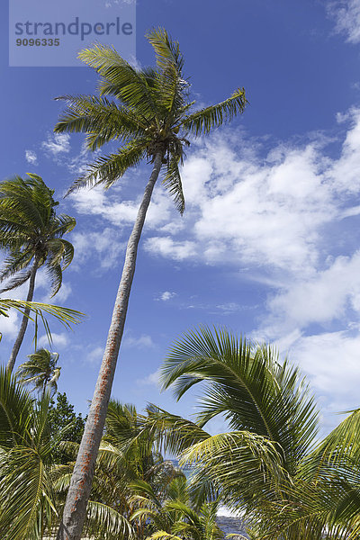 Ozeanien  Fidschi-Inseln  Palmen