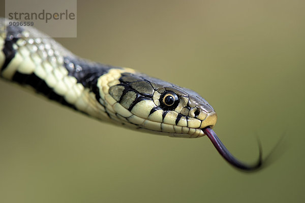 European Grass Snake  Natrix  natrix  with outstretched tongue