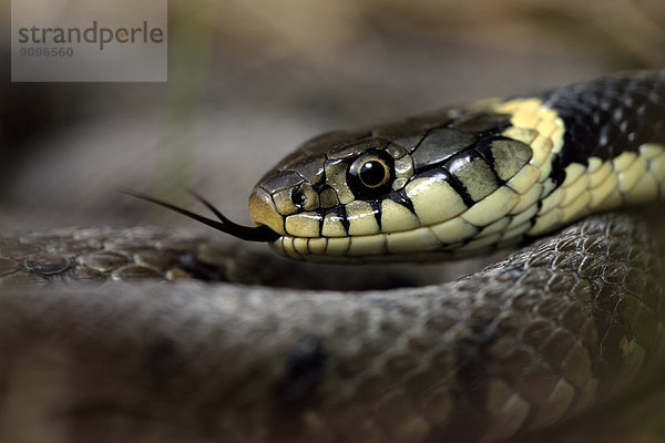 European Grass Snake  Natrix  natrix  with outstretched tongue