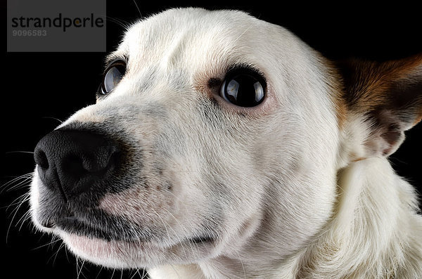 Portrait von Jack Russel Terrier vor schwarzem Hintergrund