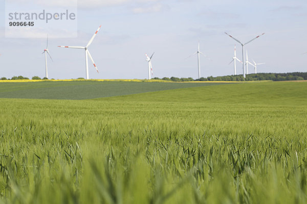 Kornfelder mit Windrädern im Hintergrund