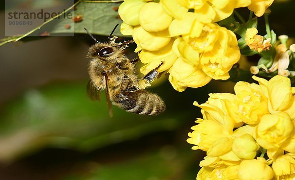 Honigbiene  Apis mellifera  sucht Nektar