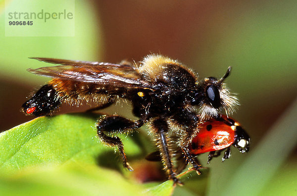 Raubfliege mit Marienkäfer als Beute