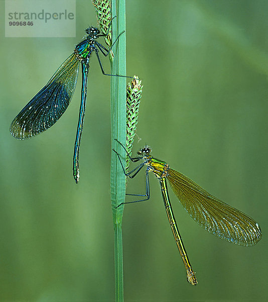 Zwei gebänderte Prachtlibellen  Calopteryx splendens