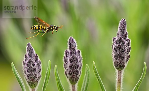 Schopflavendel  Lavandula stoechas  und Feldwespe