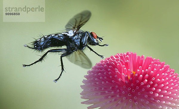 Fliege auf Blüte