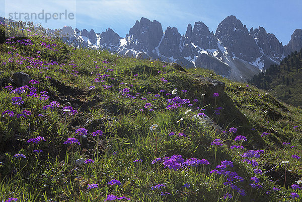 Mehlprimeln am Kalkkögel  Tirol  Österreich