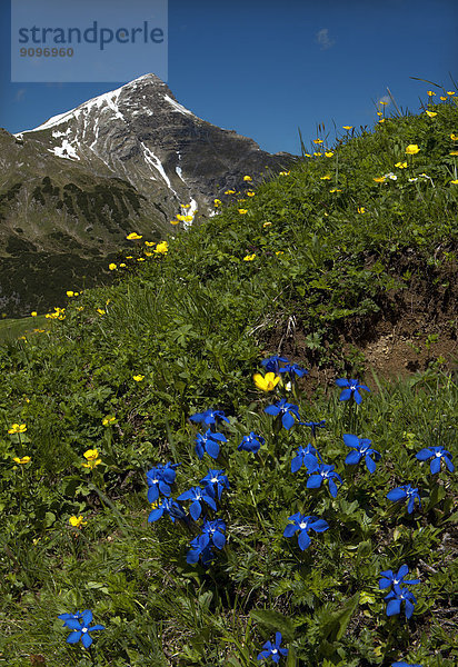 Blühender Enzian in den Lechtaler Alpen  Tirol  Österreich