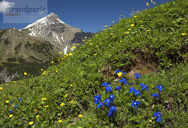 Blühender Enzian in den Lechtaler Alpen  Tirol  Österreich
