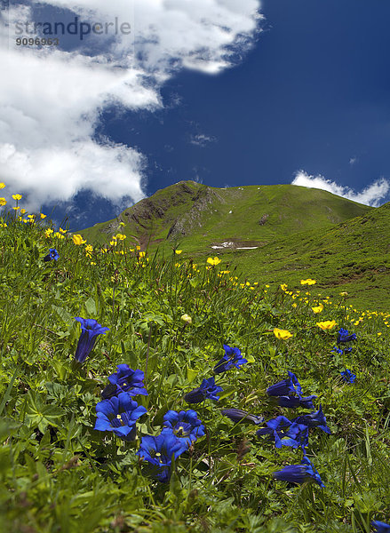 Blühender Enzian in den Lechtaler Alpen  Tirol  Österreich