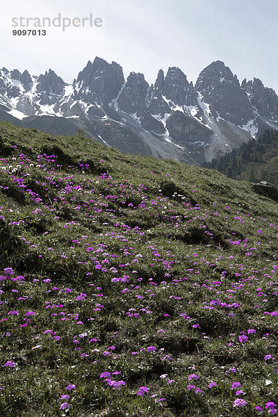 Mehlprimeln am Kalkkögel  Tirol  Österreich