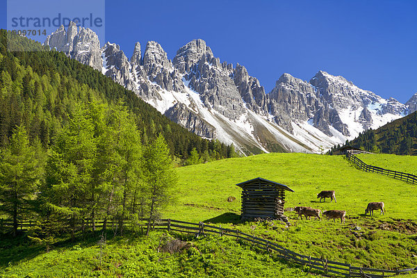 Alm am Kalkkögel  Tirol  Österreich