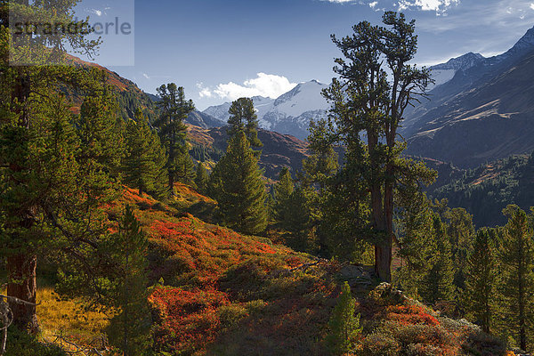 Zirbenwald in Obergurgl  Tirol  Österreich