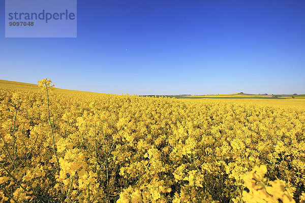 Rapsblüte in der Eifel  Nordrhein-Westfalen  Deutschland