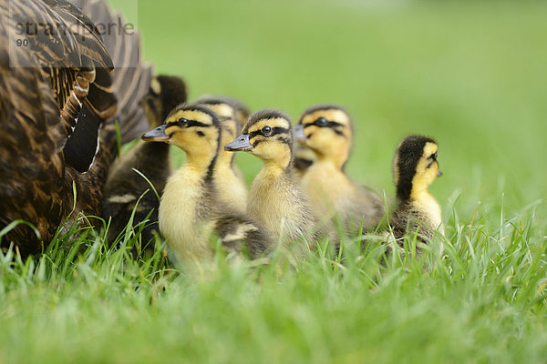 Stockenten-Küken mit Mutter auf einer Wiese