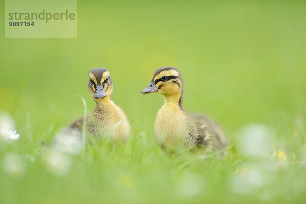 Stockenten-Küken auf einer Wiese