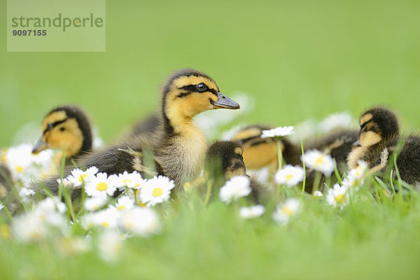 Stockenten-Küken auf einer Wiese