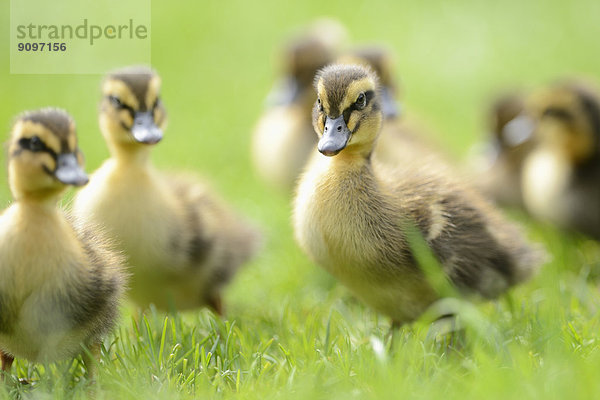 Stockenten-Küken auf einer Wiese