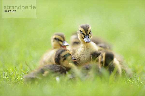 Stockenten-Küken auf einer Wiese