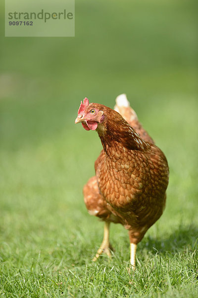 Henne auf einer Wiese