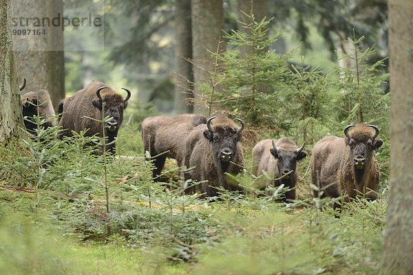 Wisentherde im Nationalpark Bayerischer Wald  Deutschland