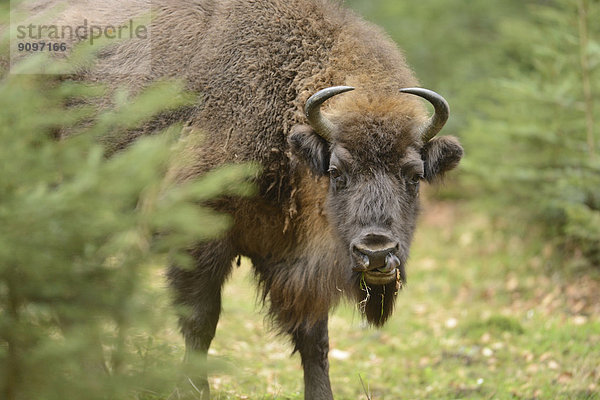 Wisent im Nationalpark Bayerischer Wald  Deutschland