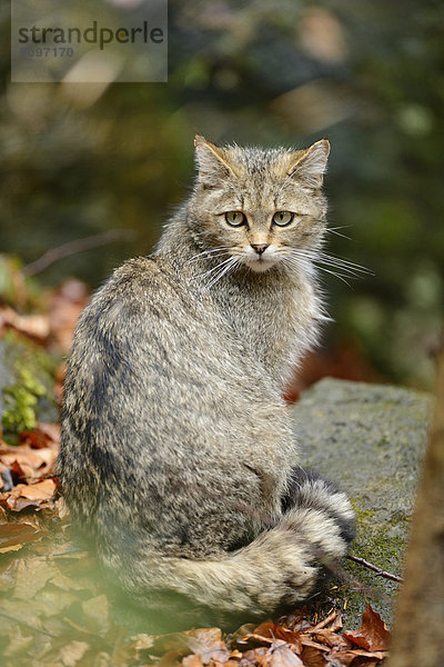 Wildkatze im Nationalpark Bayerischer Wald  Deutschland