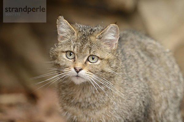 Wildkatze im Nationalpark Bayerischer Wald  Deutschland