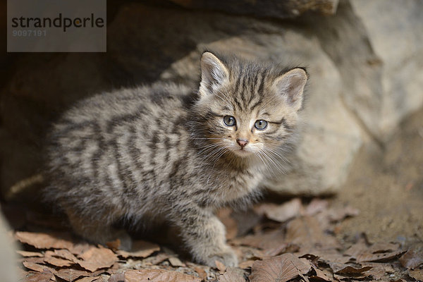 Wildkatzen-Jungtier im Nationalpark Bayerischer Wald  Deutschland