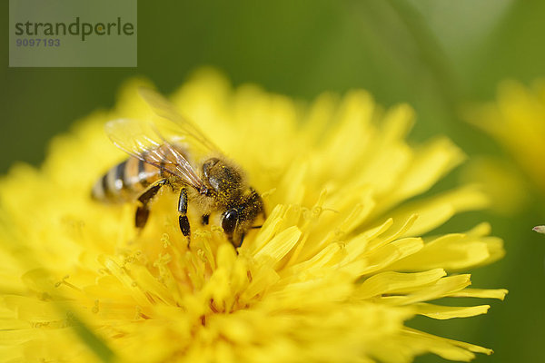 Nahaufnahme einer Honigbiene auf einer Löwenzahn-Blüte