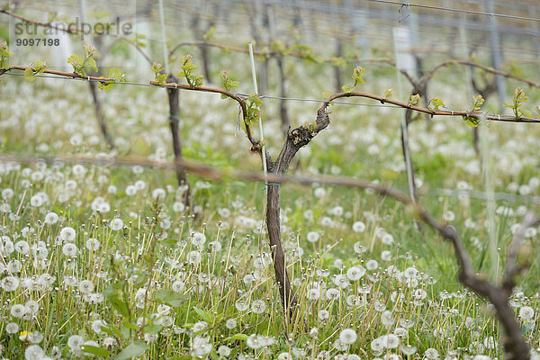 Weinberg im Frühling  Steiermark  Österreich