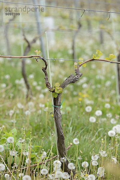 Weinberg im Frühling  Steiermark  Österreich