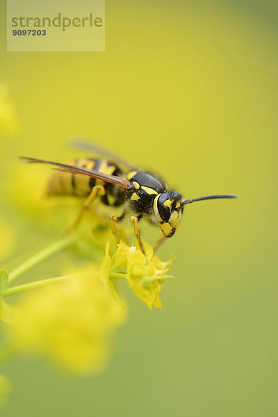 Nahaufnahme einer Wespe auf einer Zypressen-Wolfsmilch-Blüte