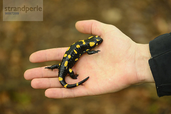 Feuersalamander in einer Hand