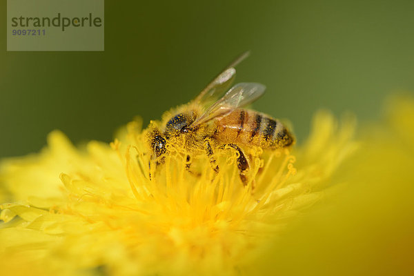 Nahaufnahme einer Honigbiene auf einer Löwenzahn-Blüte