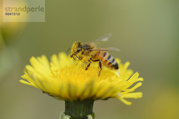 Nahaufnahme einer Honigbiene auf einer Löwenzahn-Blüte