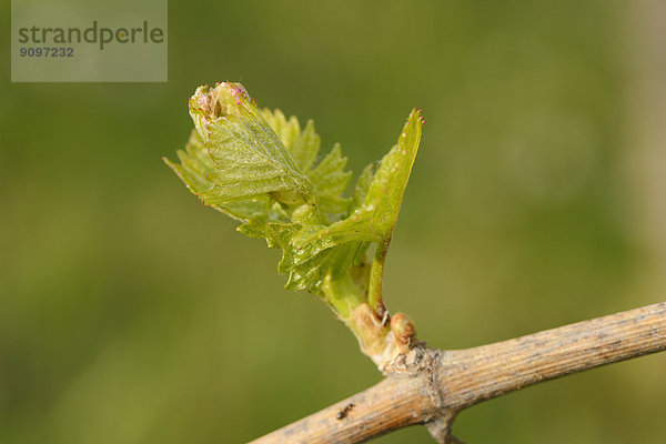 Nahaufnahme der Knospe einer Weinrebe